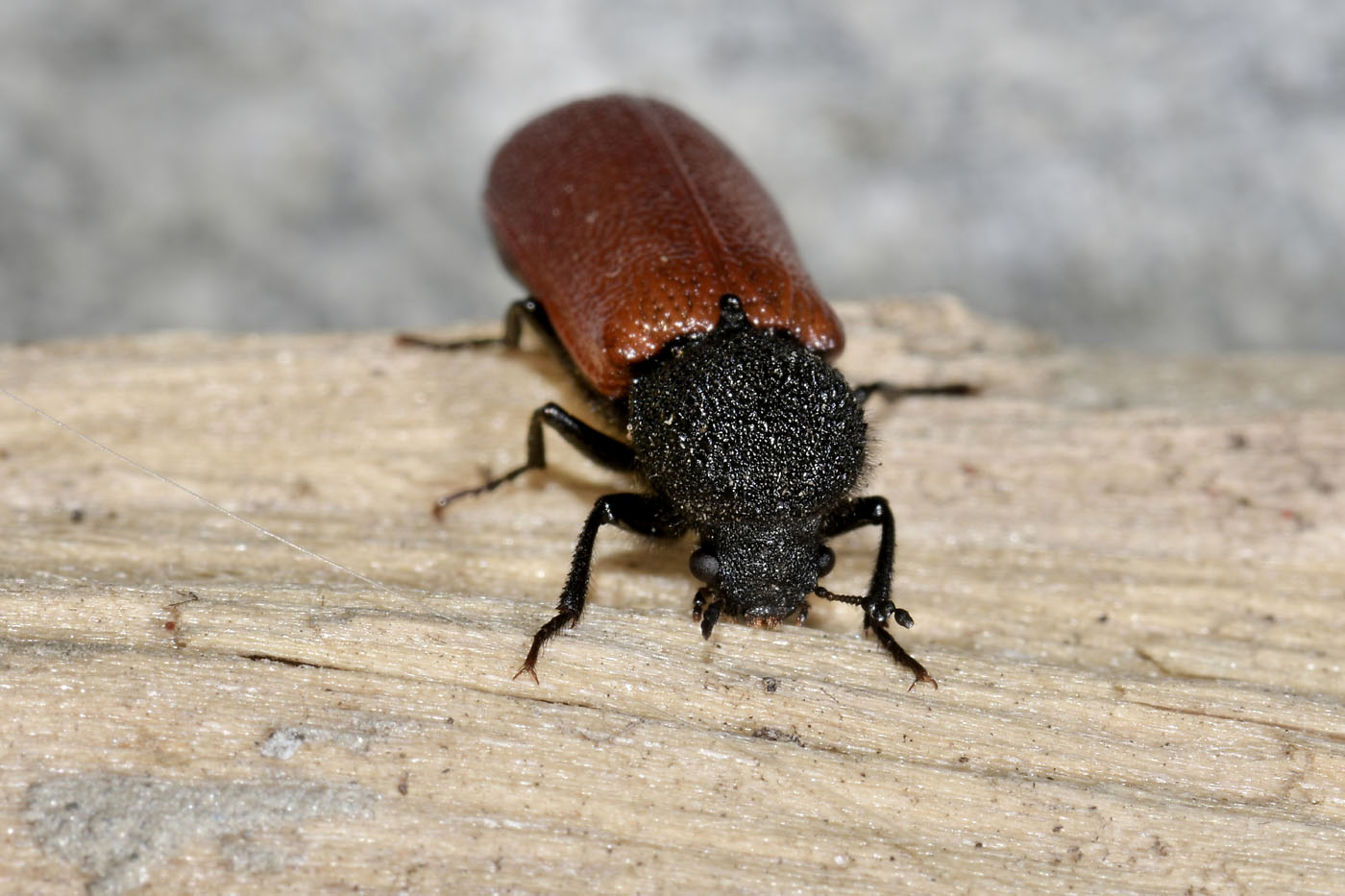 Bostrichidae: Bostrichus capucinus